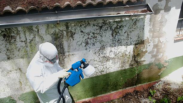 Trusted Basement Mold Remediation service in Rawlings, MD - Cheap Mold Removal